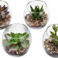 Jarrones redondos de Vidrio con planta suculenta artificial, 4 piezas